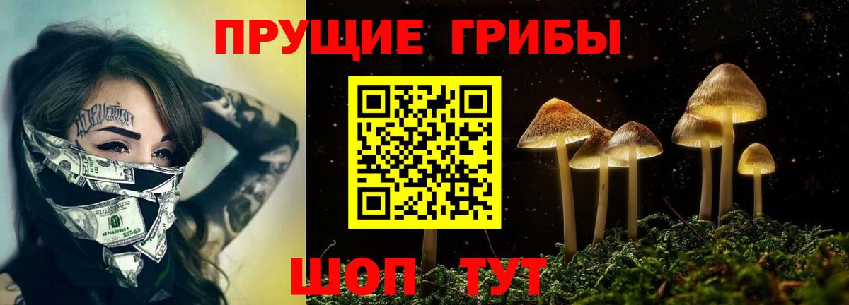 Псилоцибиновые грибы Psilocybe Новосибирск